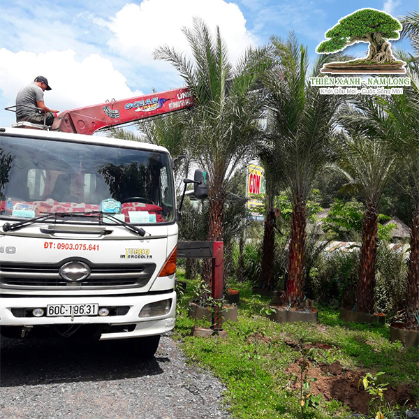 Cung cấp cây xanh